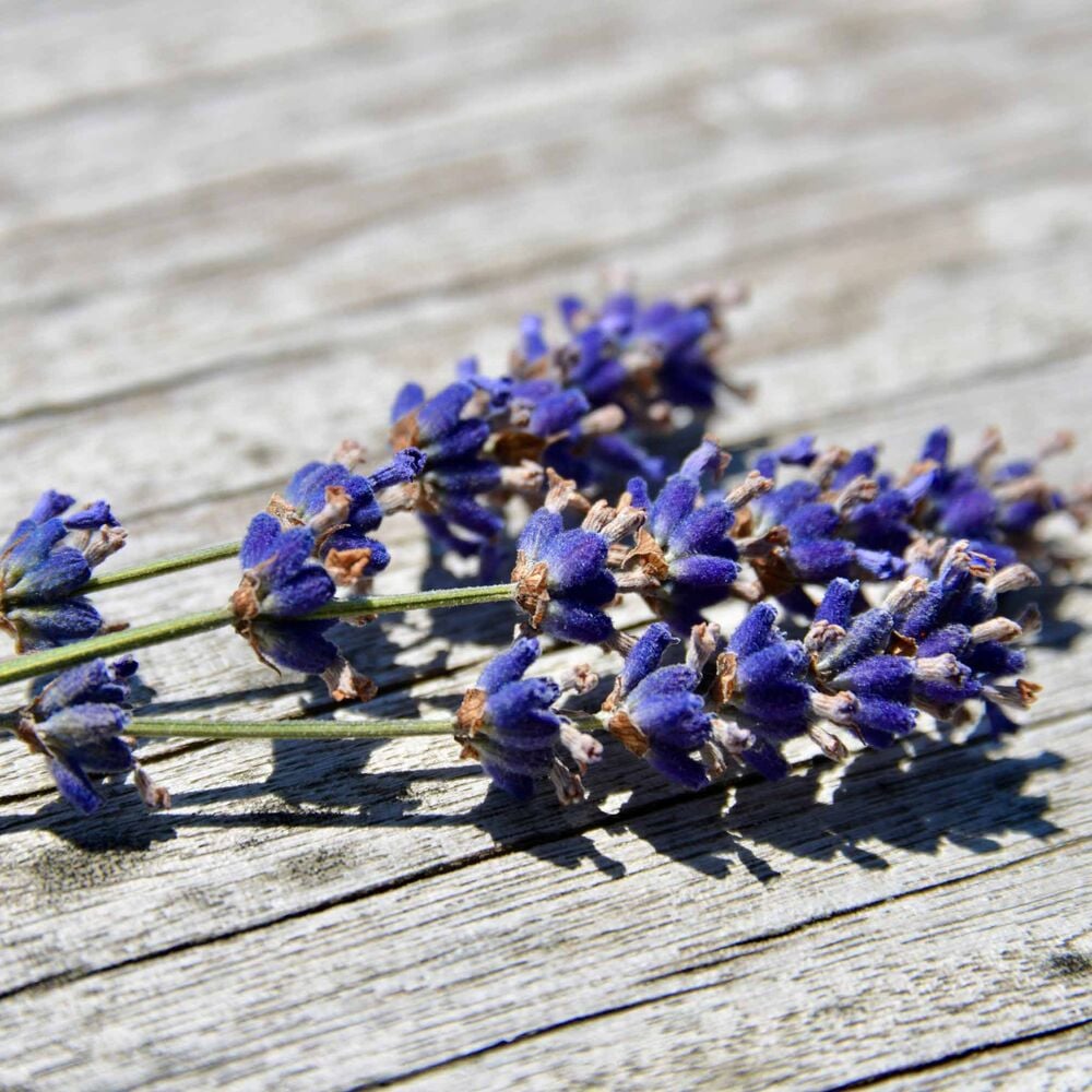 Lavendel